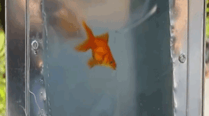 goldfish-video-thumbnail